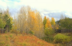 Riparian restoration on the Rio de Flag in Cheshire. Cottonwoods, willows and aspen about 15 years after planting (foreground not planted) - Photo by Tom Whitham